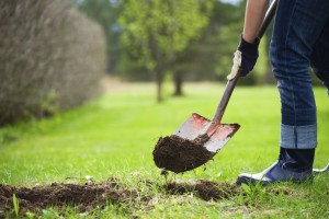 Gardening, digging ground with a shovel.